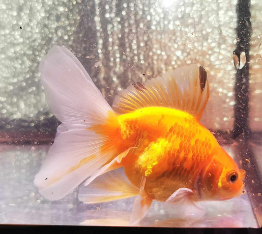 Gold Coin Orchidtail Oranda Goldfish WYSIWYG #1 - Paradise Tropicals LLC