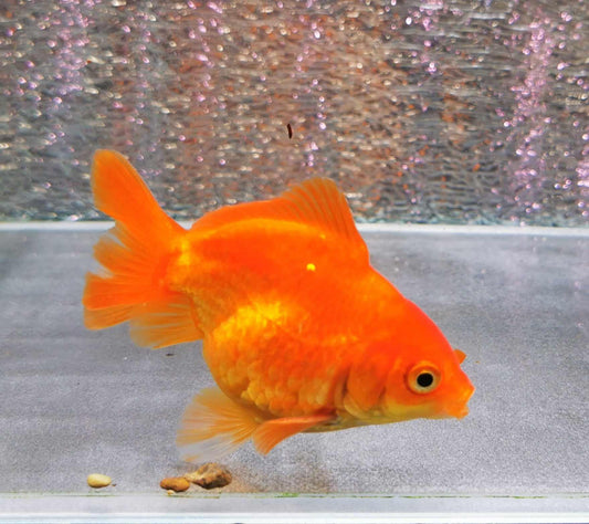 Gold Coin Yuanbao Oranda Goldfish WYSIWYG #1 - Paradise Tropicals LLC