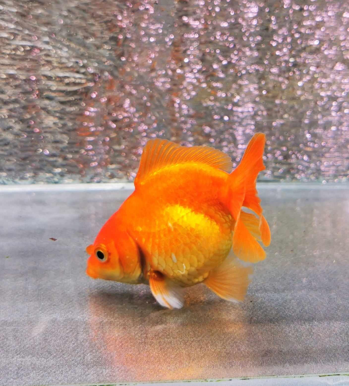 Gold Coin Yuanbao Oranda Goldfish WYSIWYG #1 - Paradise Tropicals LLC