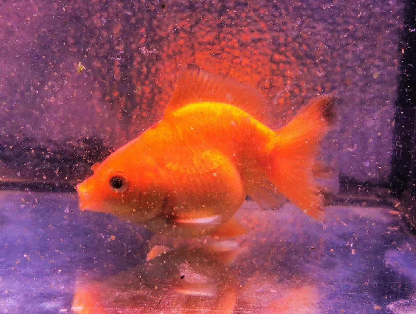 Gold Coin Yuanbao Oranda Goldfish WYSIWYG #1 - Paradise Tropicals LLC