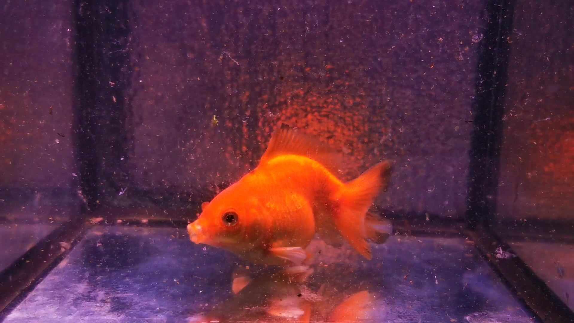 Gold Coin Yuanbao Oranda Goldfish WYSIWYG #1 - Paradise Tropicals LLC