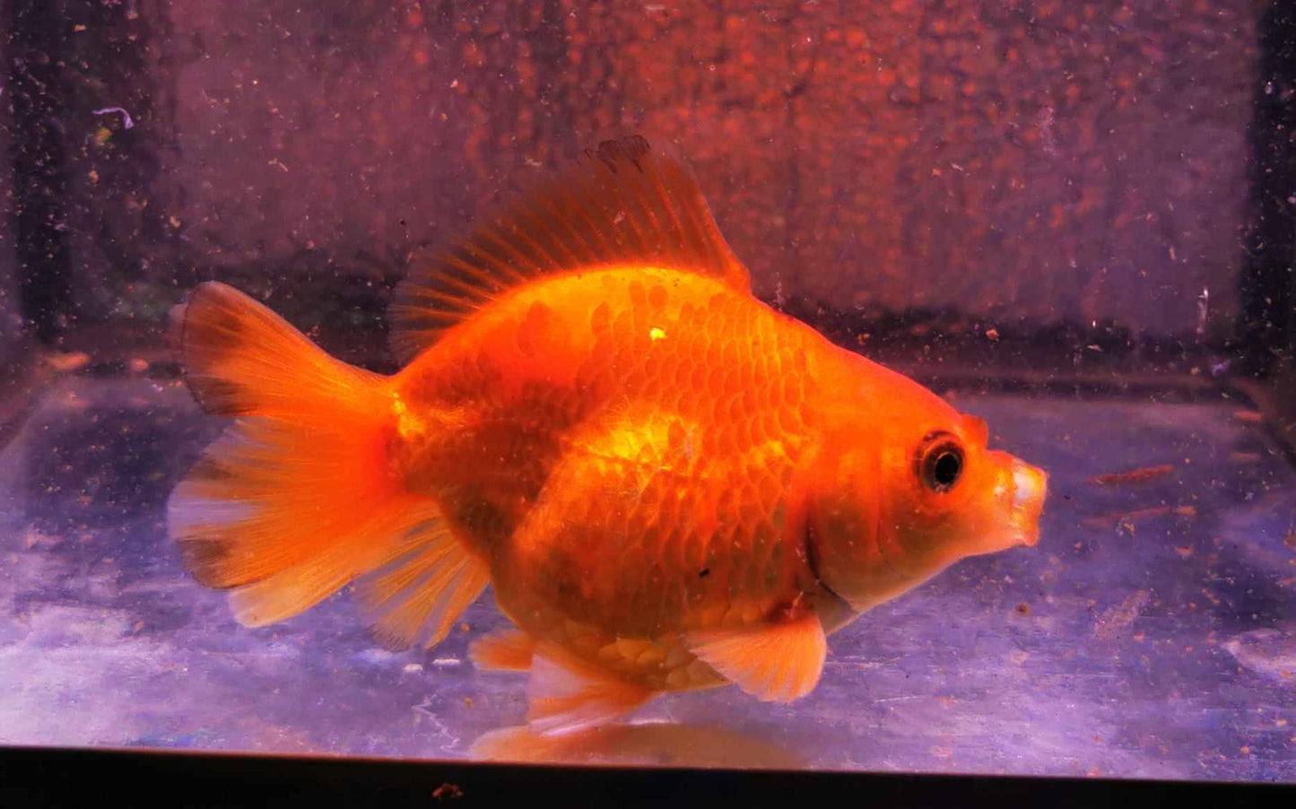 Gold Coin Yuanbao Oranda Goldfish WYSIWYG #1 - Paradise Tropicals LLC