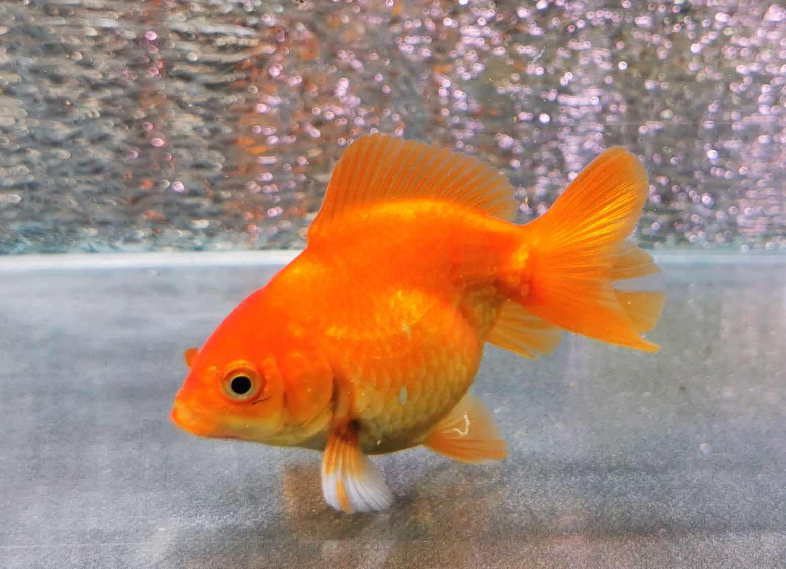 Gold Coin Yuanbao Oranda Goldfish WYSIWYG #1 - Paradise Tropicals LLC