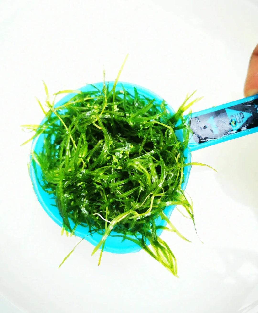 Guppy Grass ( Najas guadalupensis ) - Paradise Tropicals LLC