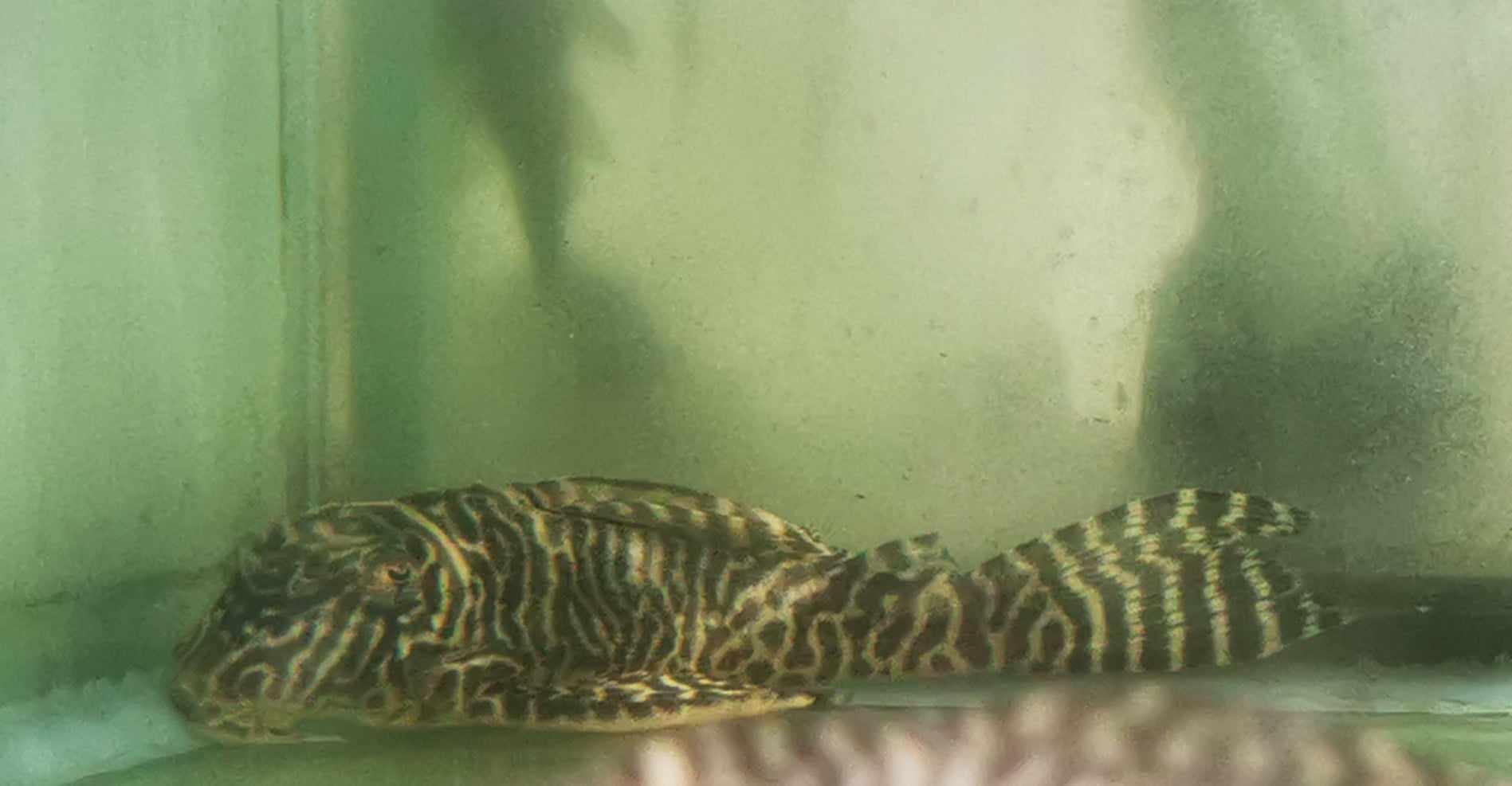 King Tiger Pleco L066 - Paradise Tropicals LLC