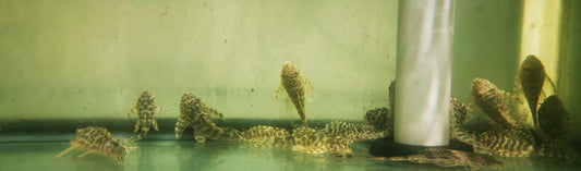 L134 Leopard Frog Pleco Wild - Paradise Tropicals LLC