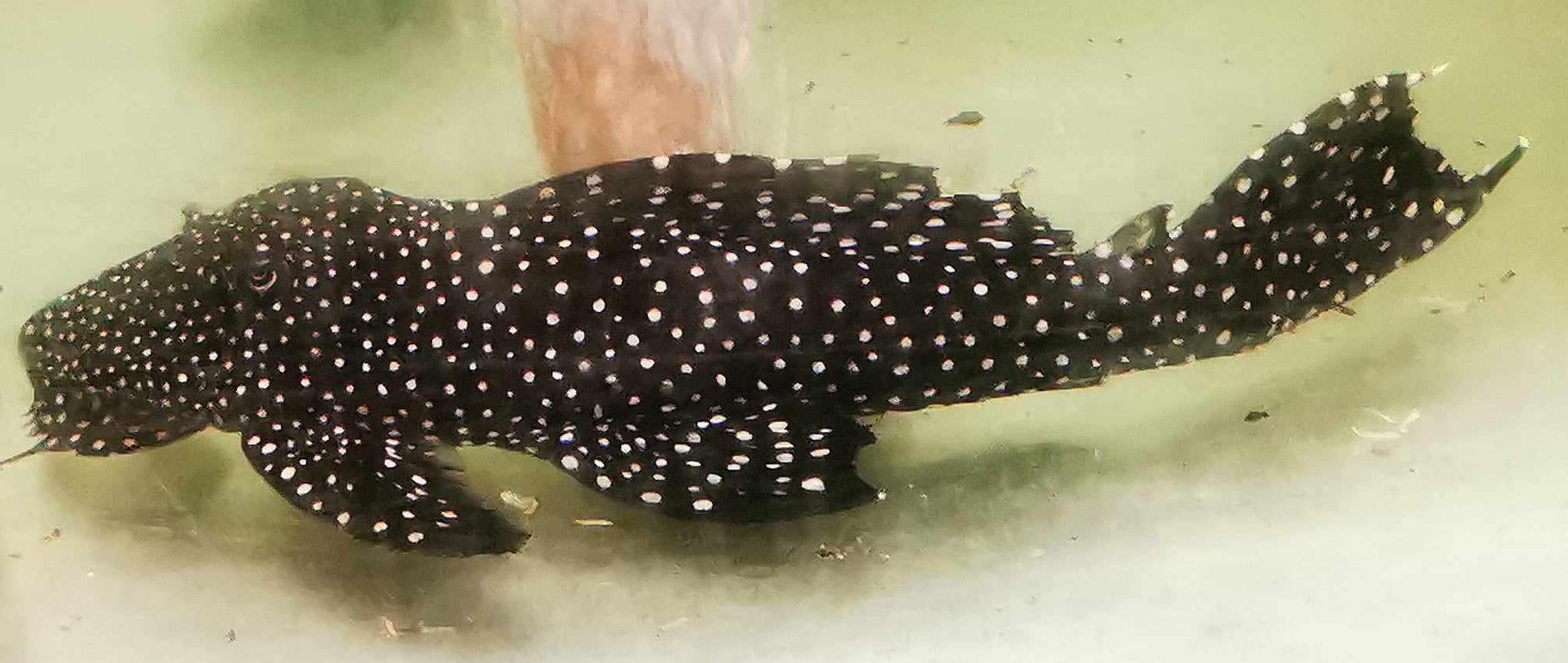 L240 Galaxy/Vampire Pleco - Paradise Tropicals LLC