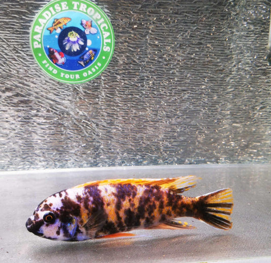 Labeotropheus fuelleborni OB Marmalade Cat Jumbo #4 WYSIWYG Rare! - Paradise Tropicals LLC