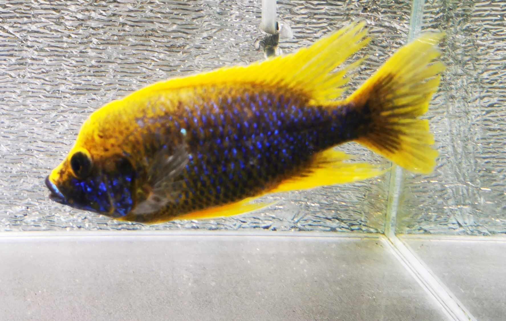 Lemon Jake #12 Peacock WYSIWYG - Paradise Tropicals LLC