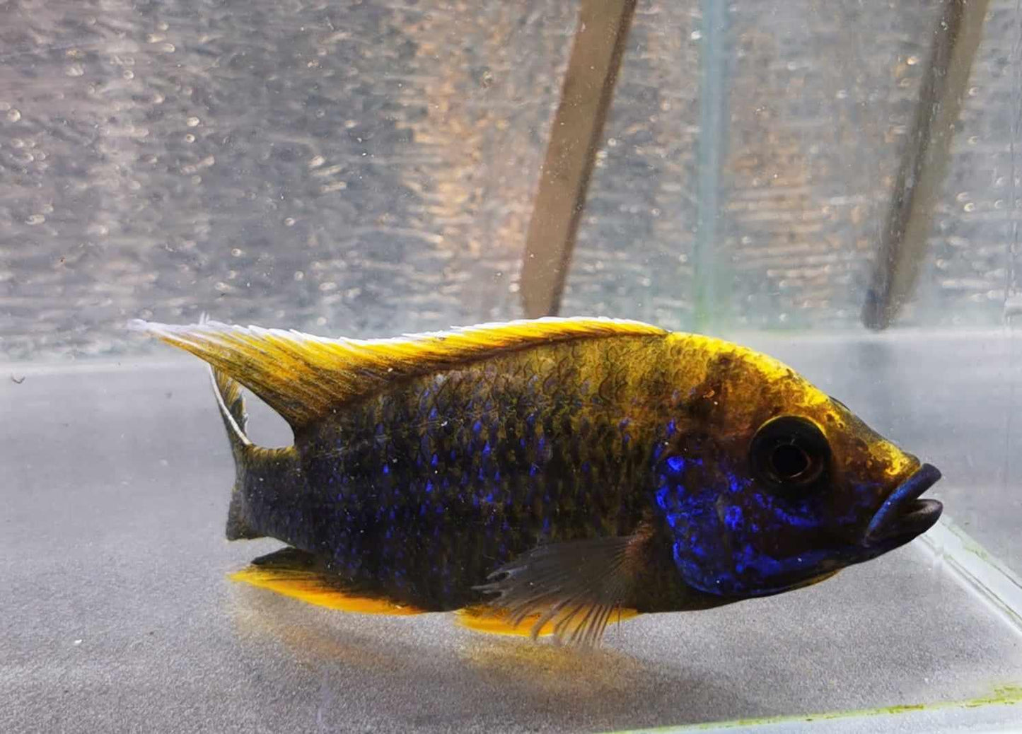 Lemon Jake #17 Peacock WYSIWYG - Paradise Tropicals LLC