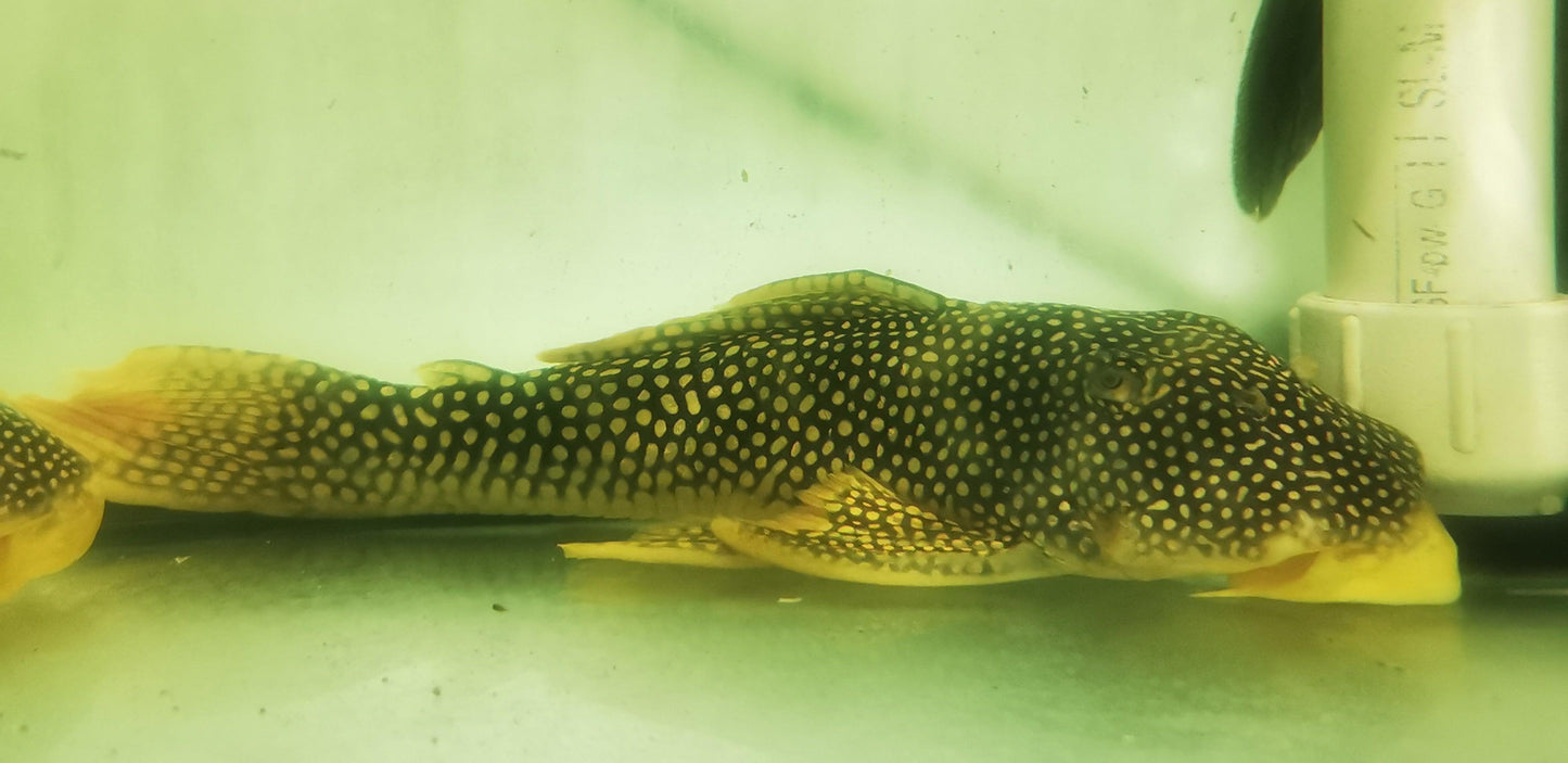 Lg L014 Goldie/ Sunshine pleco - Paradise Tropicals LLC