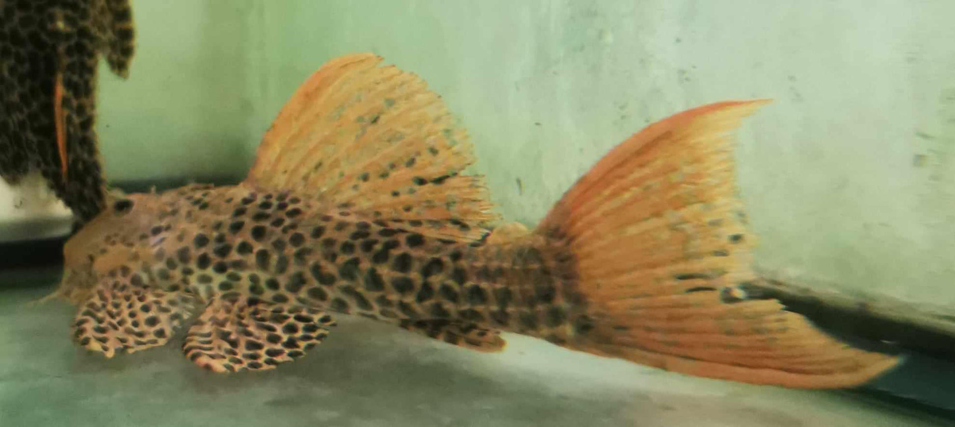 Lg L114 Red Sternella Cactus Pleco - Paradise Tropicals LLC