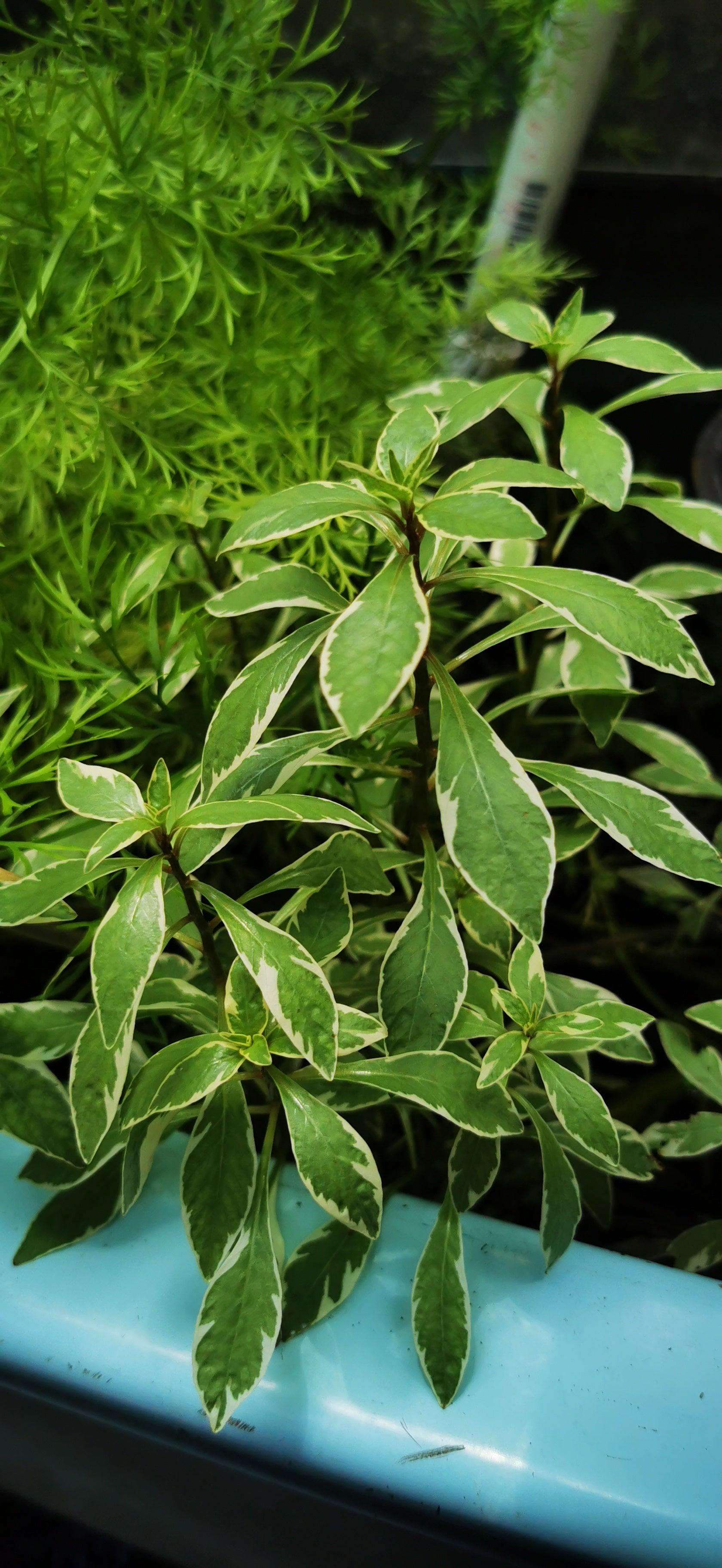 Ludwigia sp. "White" Rare! - Paradise Tropicals LLC