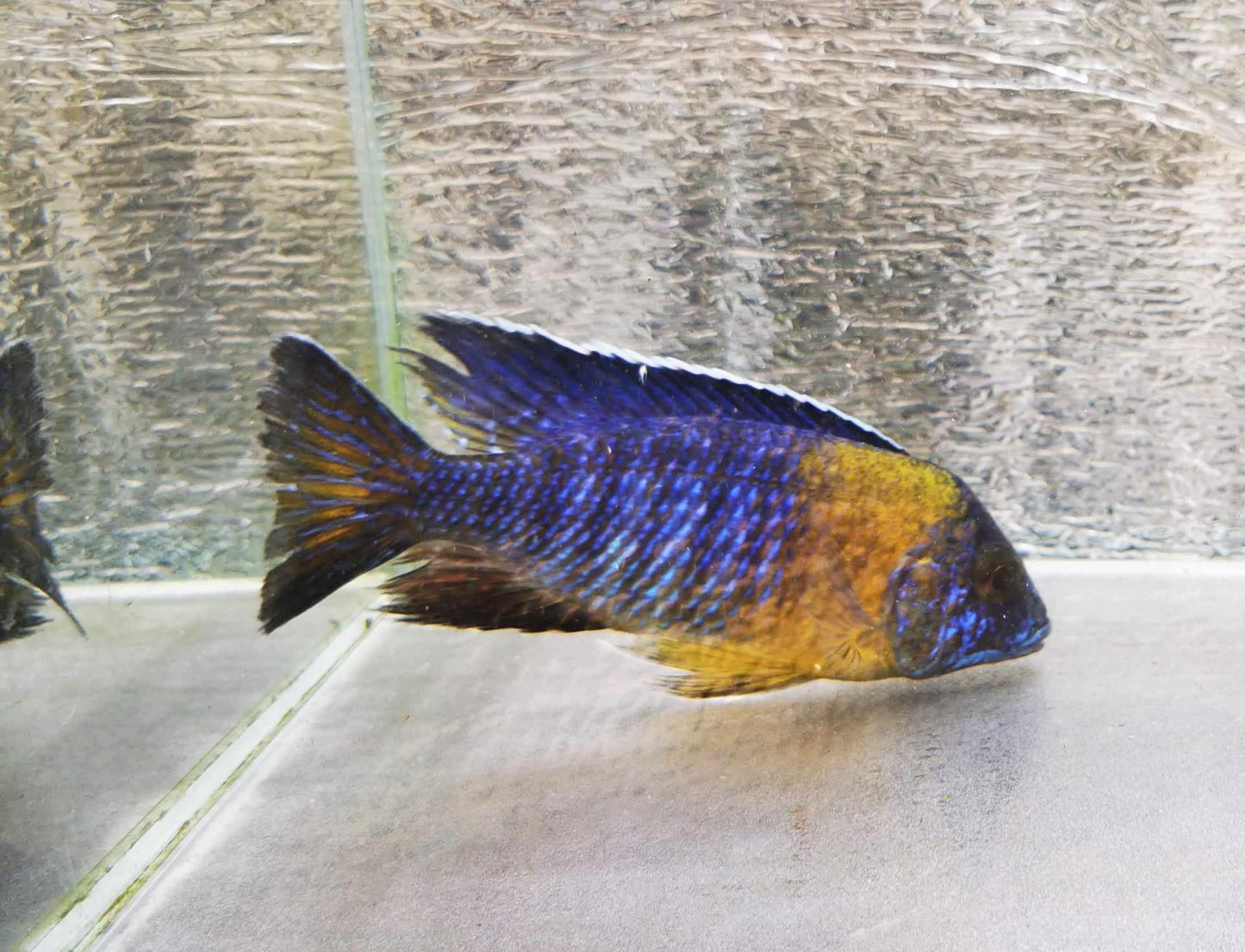 Maulana Bicolor Peacock #9 WYSIWYG - Paradise Tropicals LLC