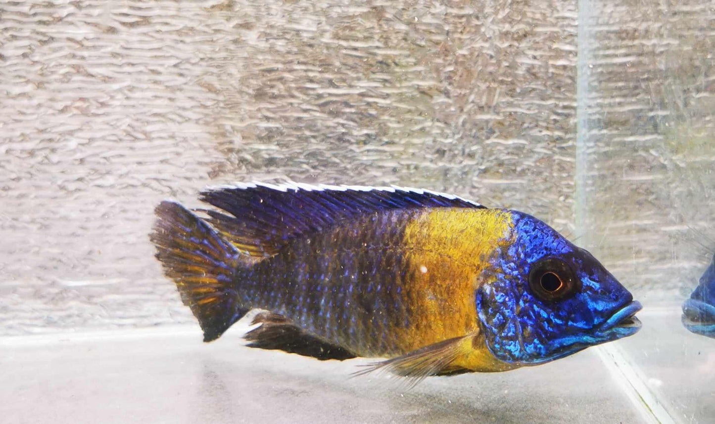 Maulana Bicolor Peacock #9 WYSIWYG - Paradise Tropicals LLC