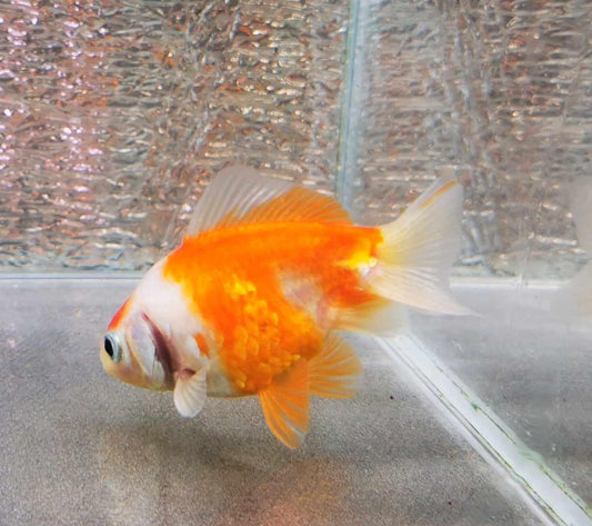 Nemo Sakura Sunset Yuanbao Oranda Goldfish WYSIWYG #7 - Paradise Tropicals LLC