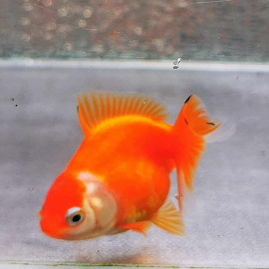 Nemo Sakura Sunset Yuanbao Oranda Goldfish WYSIWYG #8 - Paradise Tropicals LLC