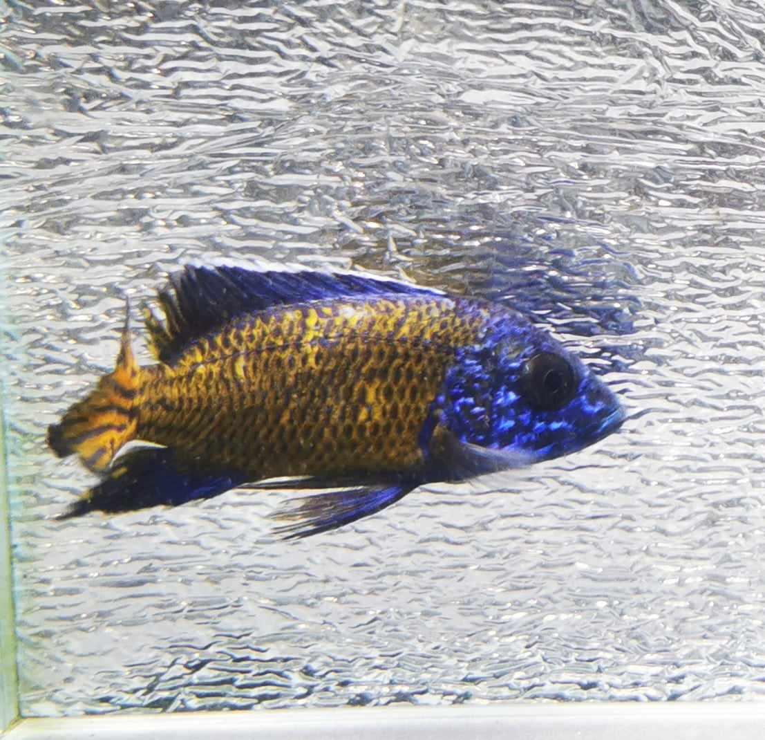 Ngara Flametail #11 Peacock WYSIWYG – Paradise Tropicals LLC