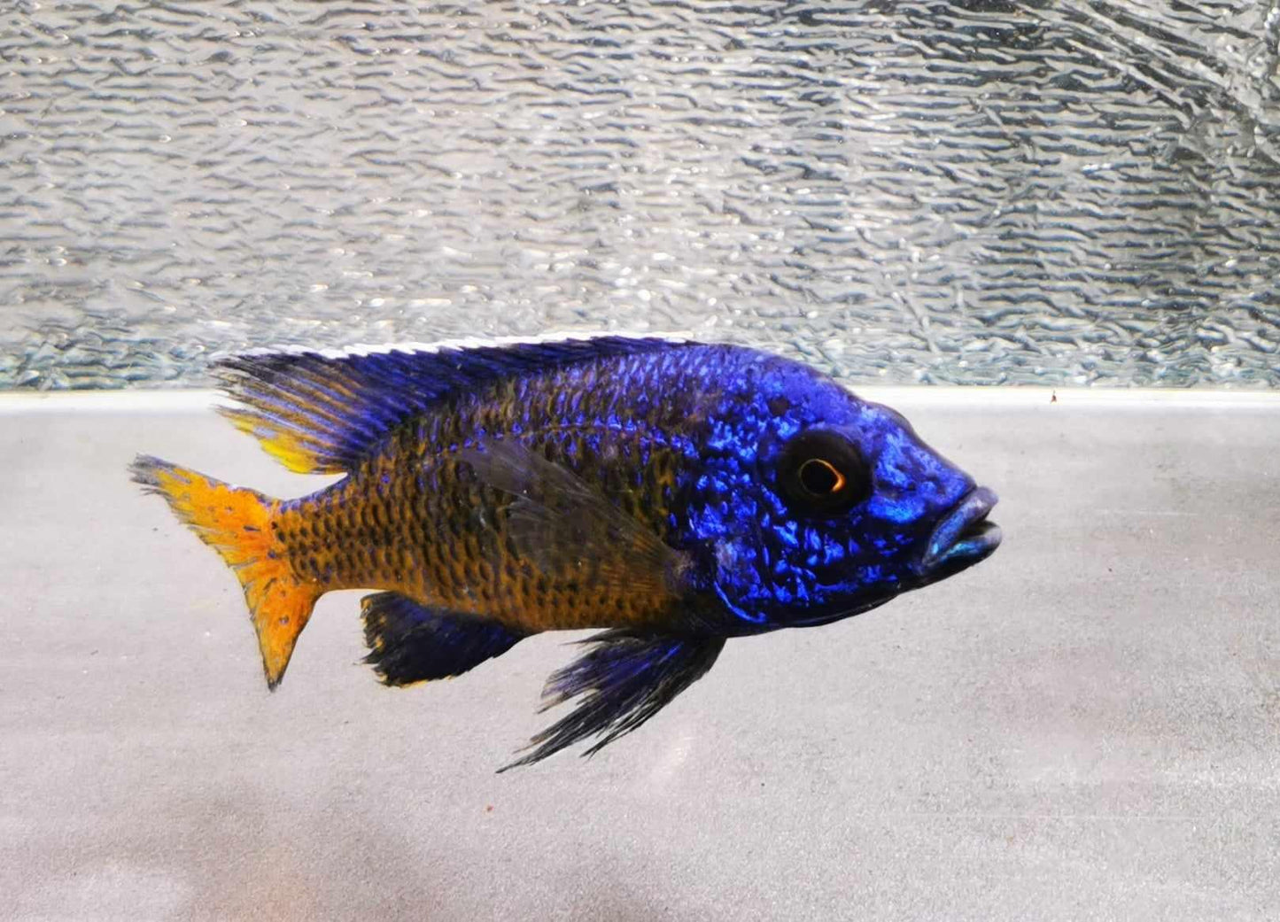 Ngara Flametail #12 Peacock WYSIWYG - Paradise Tropicals LLC