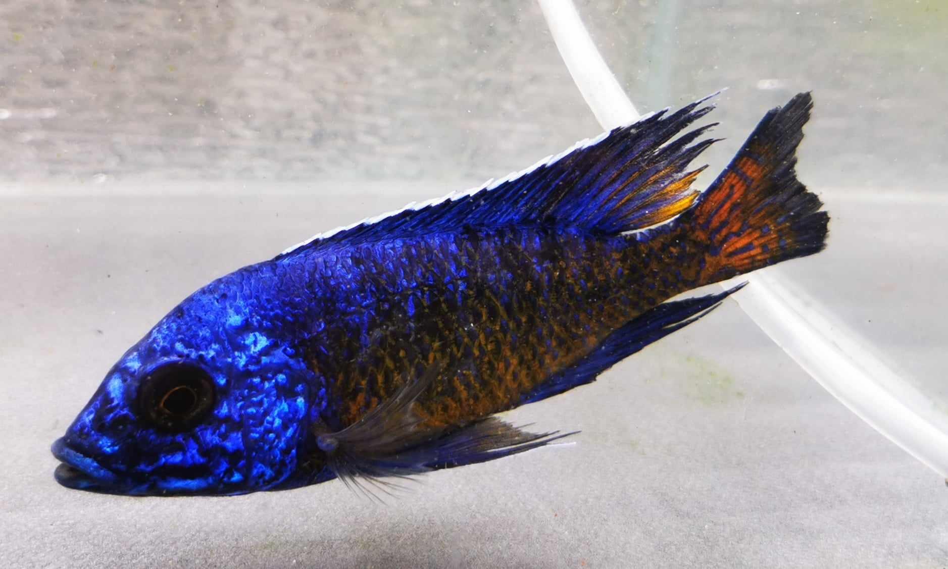 Ngara Flametail #14 Peacock WYSIWYG – Paradise Tropicals LLC