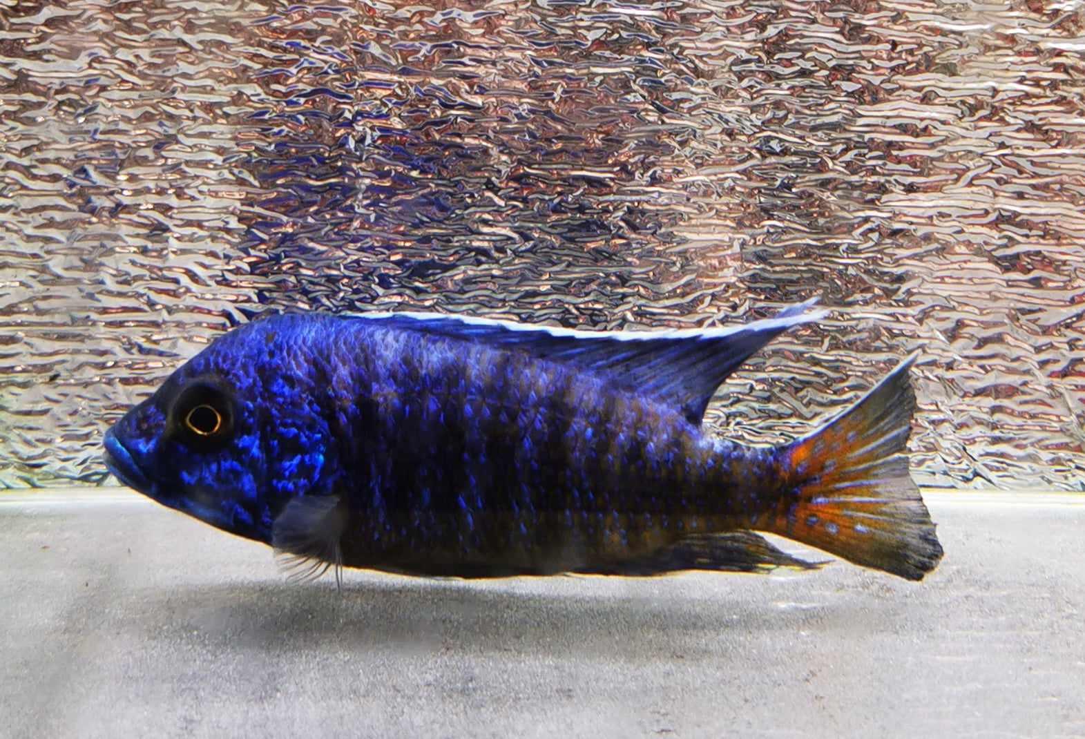 Ngara Flametail #16 Peacock WYSIWYG - Paradise Tropicals LLC