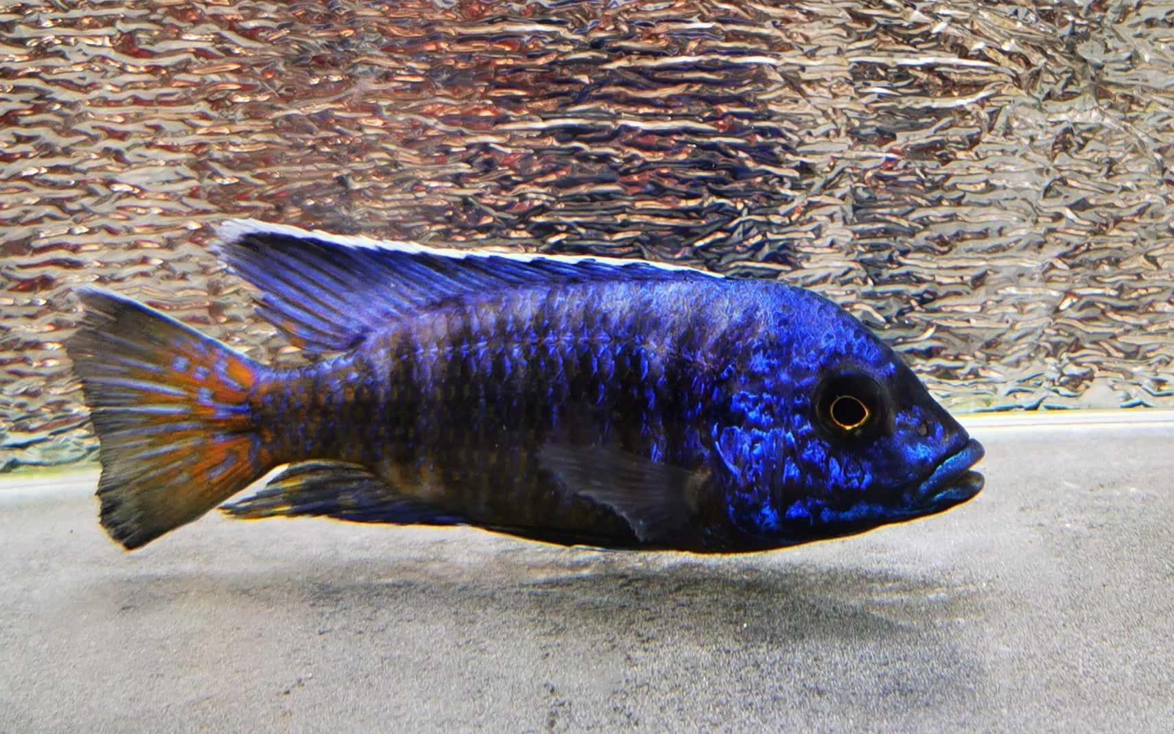 Ngara Flametail #16 Peacock WYSIWYG - Paradise Tropicals LLC