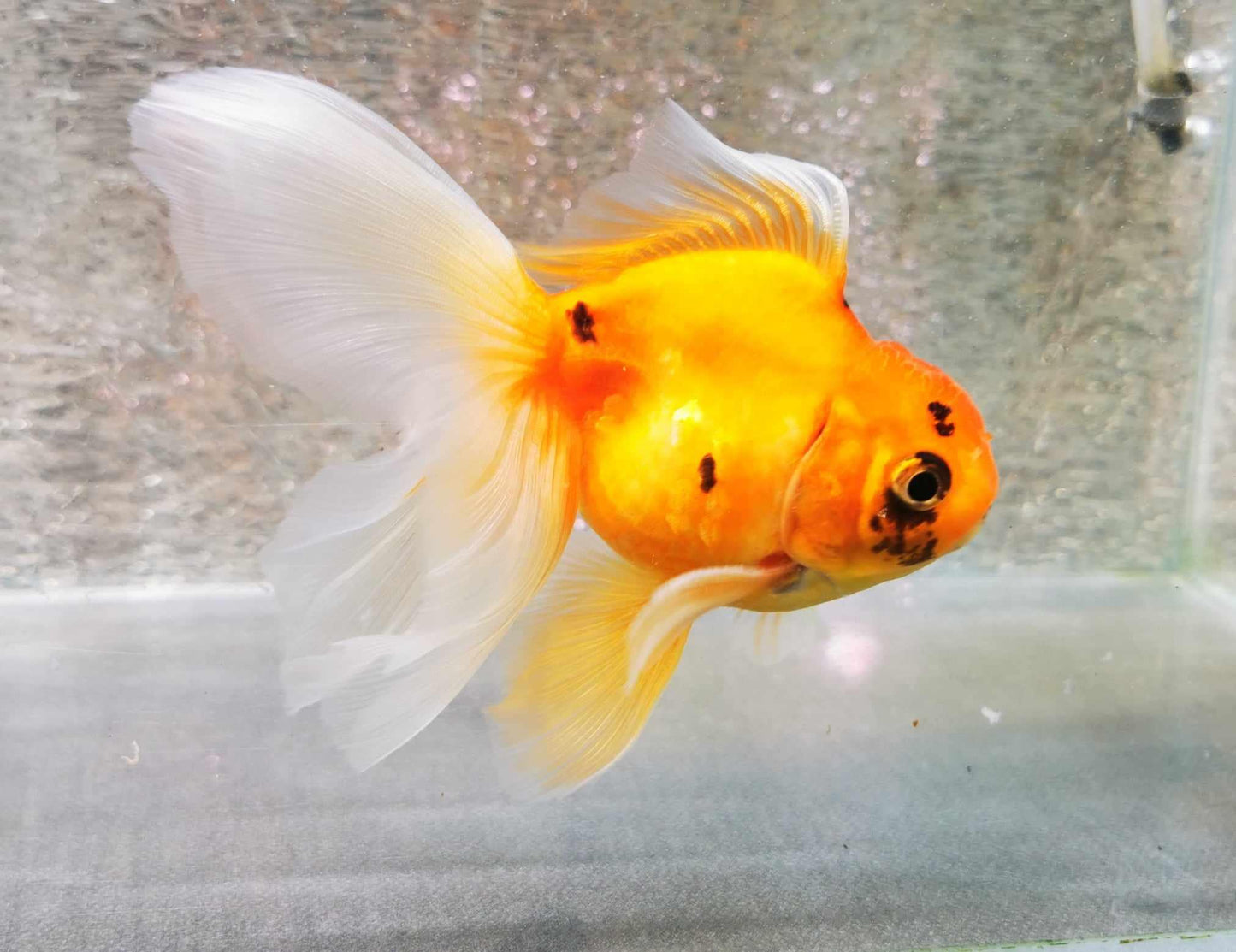 Orange Tiger Orchidtail Oranda Goldfish WYSIWYG #3 - Paradise Tropicals LLC