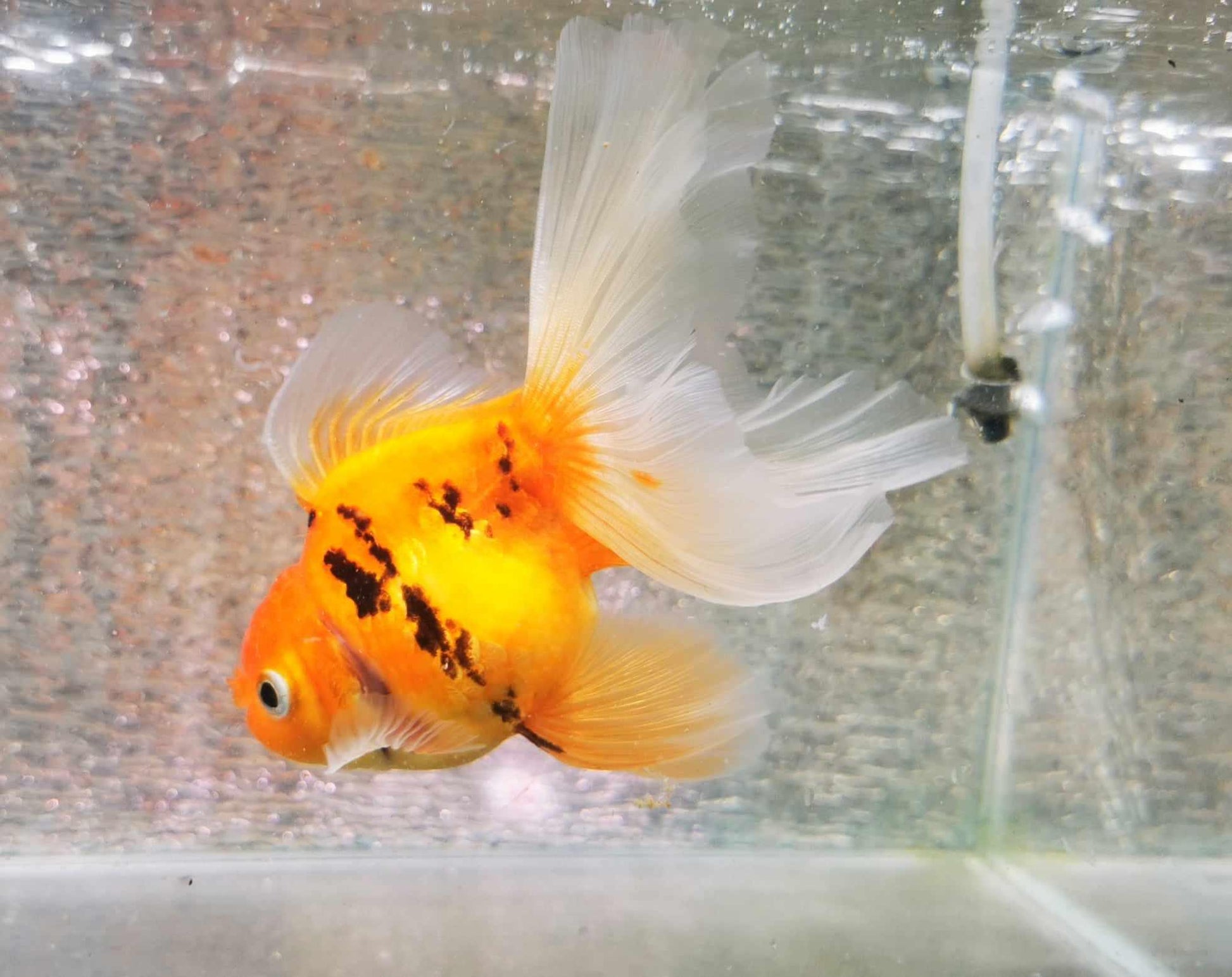 Orange Tiger Orchidtail Oranda Goldfish WYSIWYG #3 - Paradise Tropicals LLC