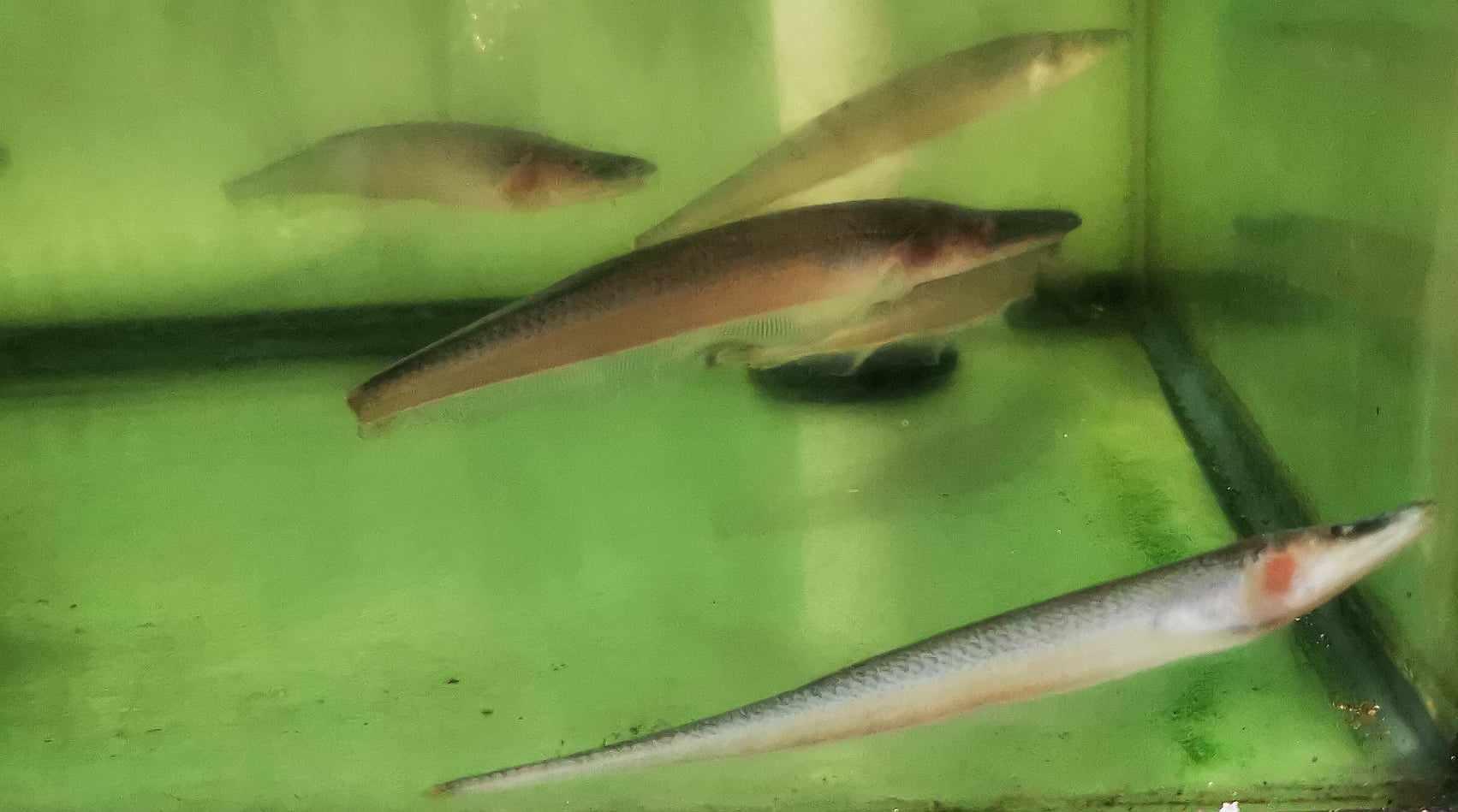 Pelican Knifefish Super Rare! - Paradise Tropicals LLC