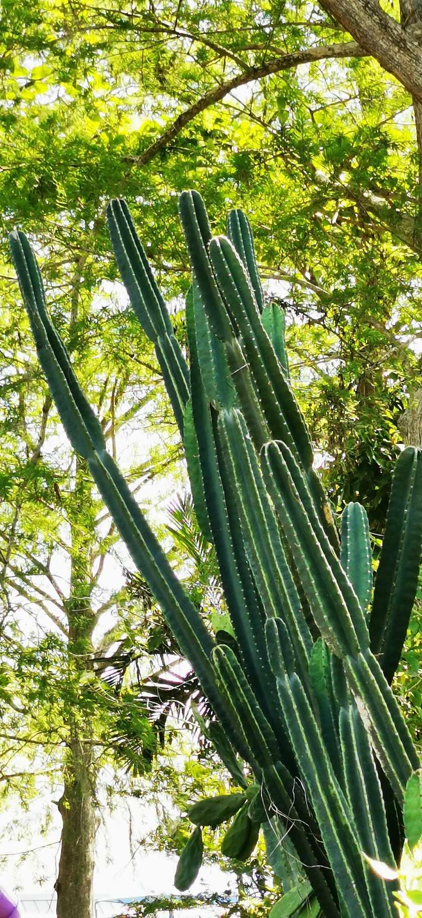 Peruvian Apple Cactus Cutting - Paradise Tropicals LLC