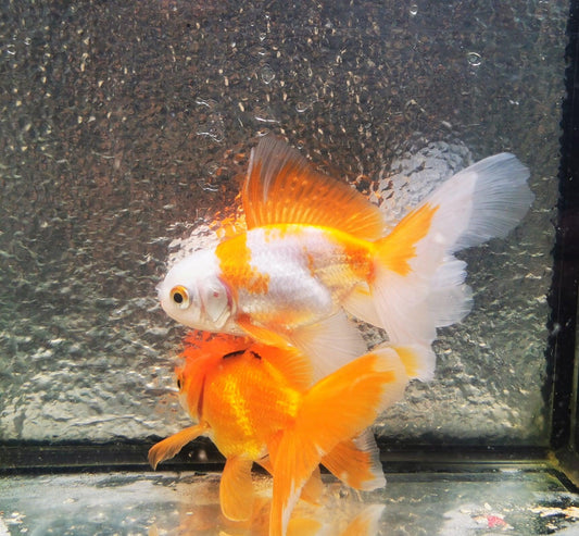 Polkadot Red White Orchidtail Oranda Goldfish WYSIWYG #6 - Paradise Tropicals LLC