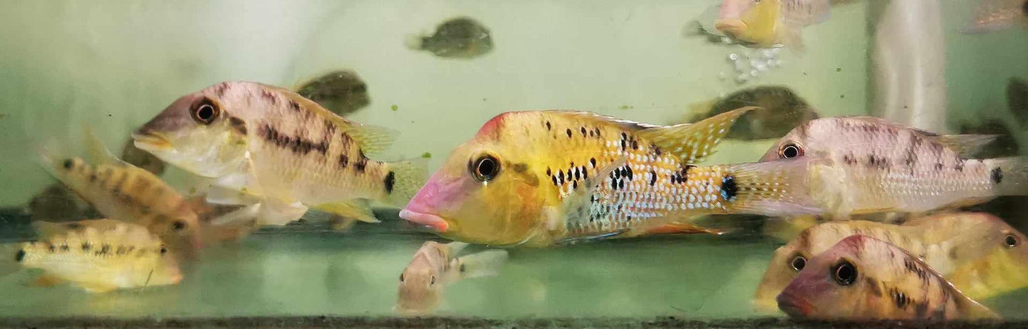 Red Hump Geophagus Cichlid Wild - Paradise Tropicals LLC