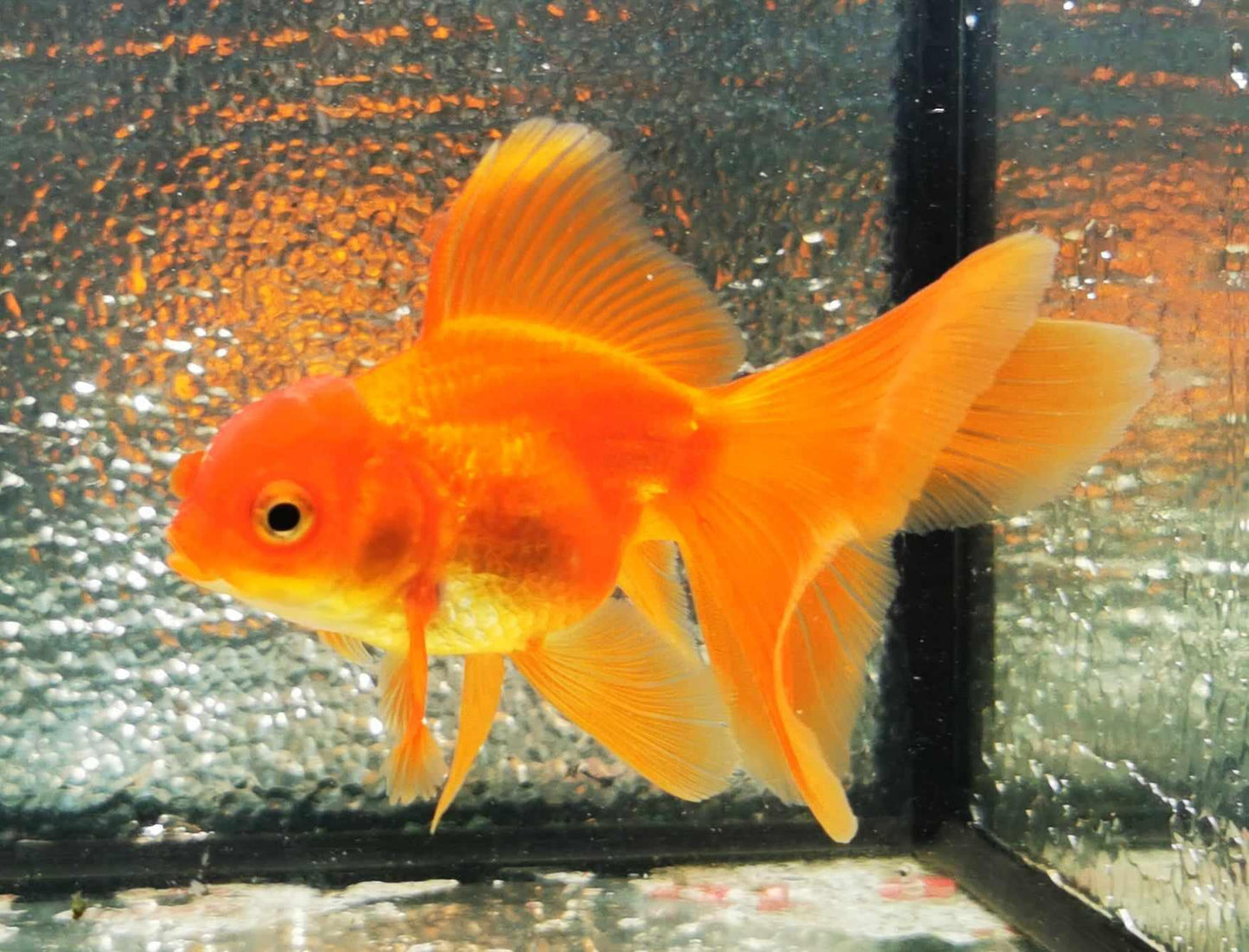 Red Orchidtail Oranda Goldfish WYSIWYG #4 - Paradise Tropicals LLC