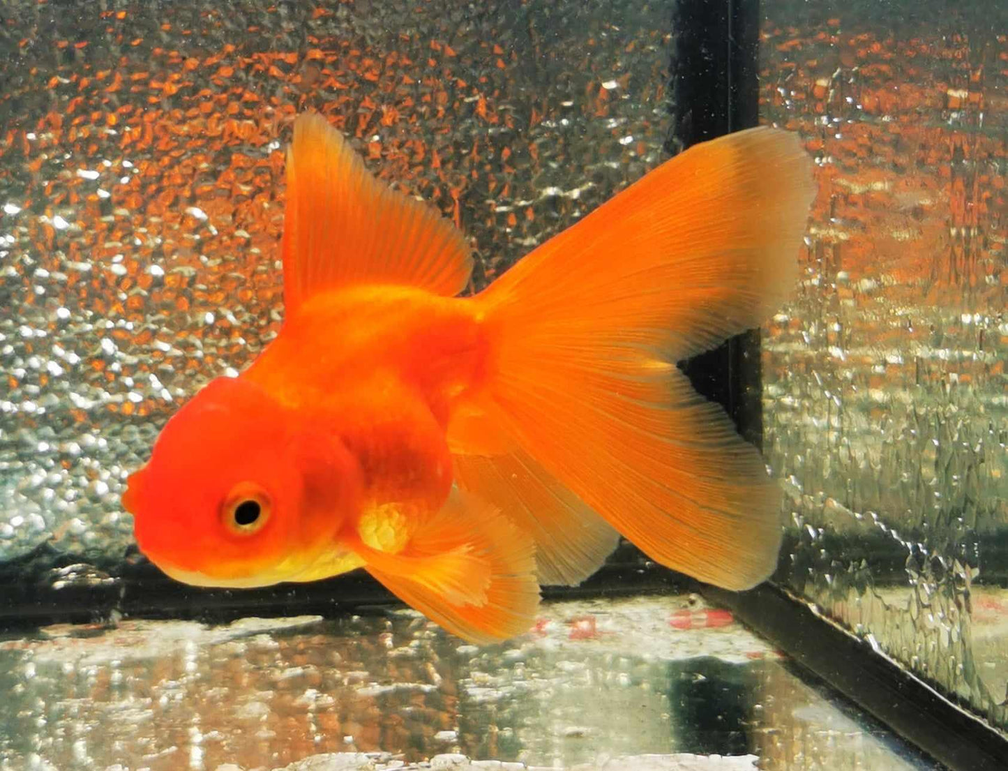 Red Orchidtail Oranda Goldfish WYSIWYG #4 - Paradise Tropicals LLC