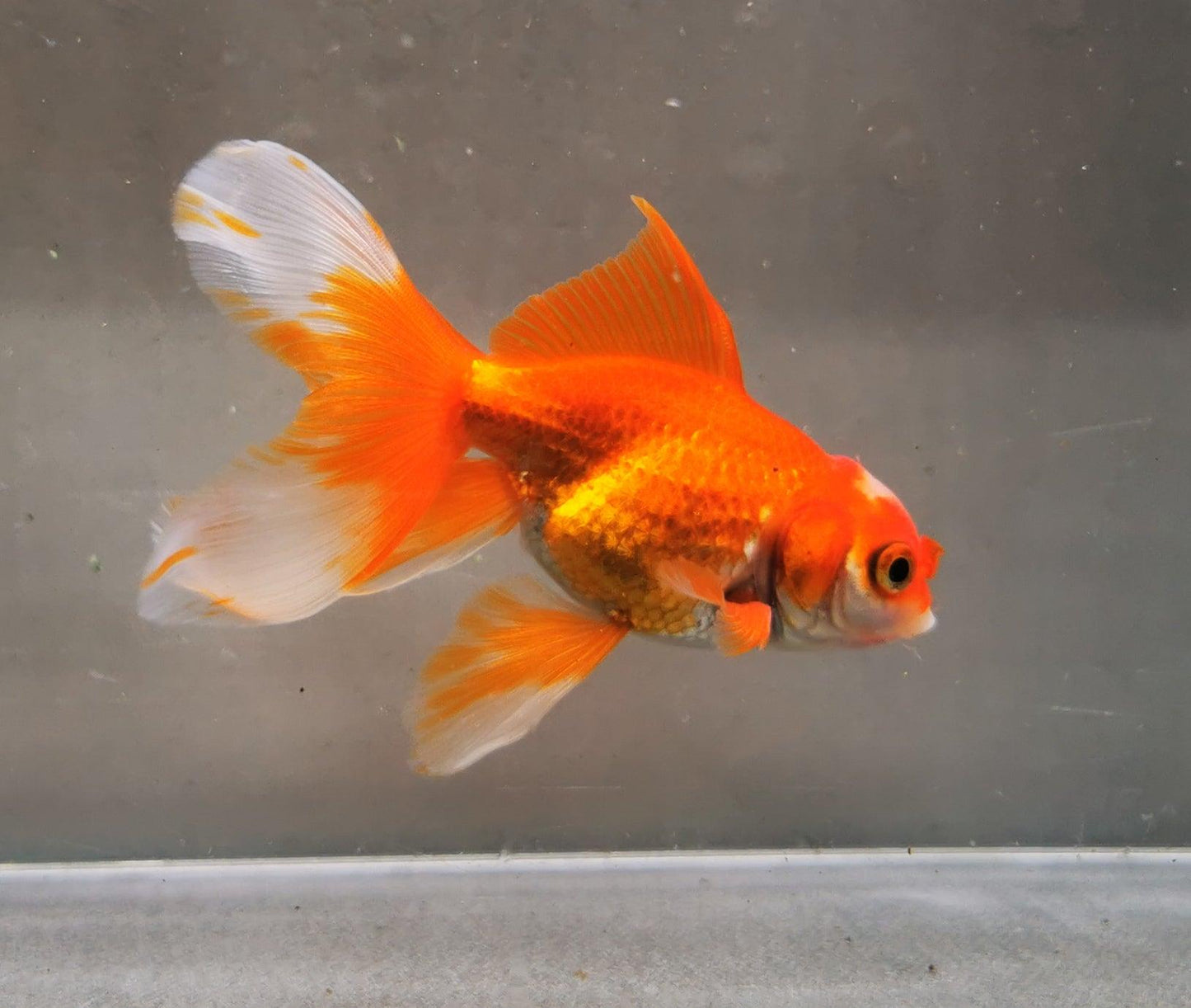 Red White Orchidtail Oranda Goldfish WYSIWYG #1 - Paradise Tropicals LLC