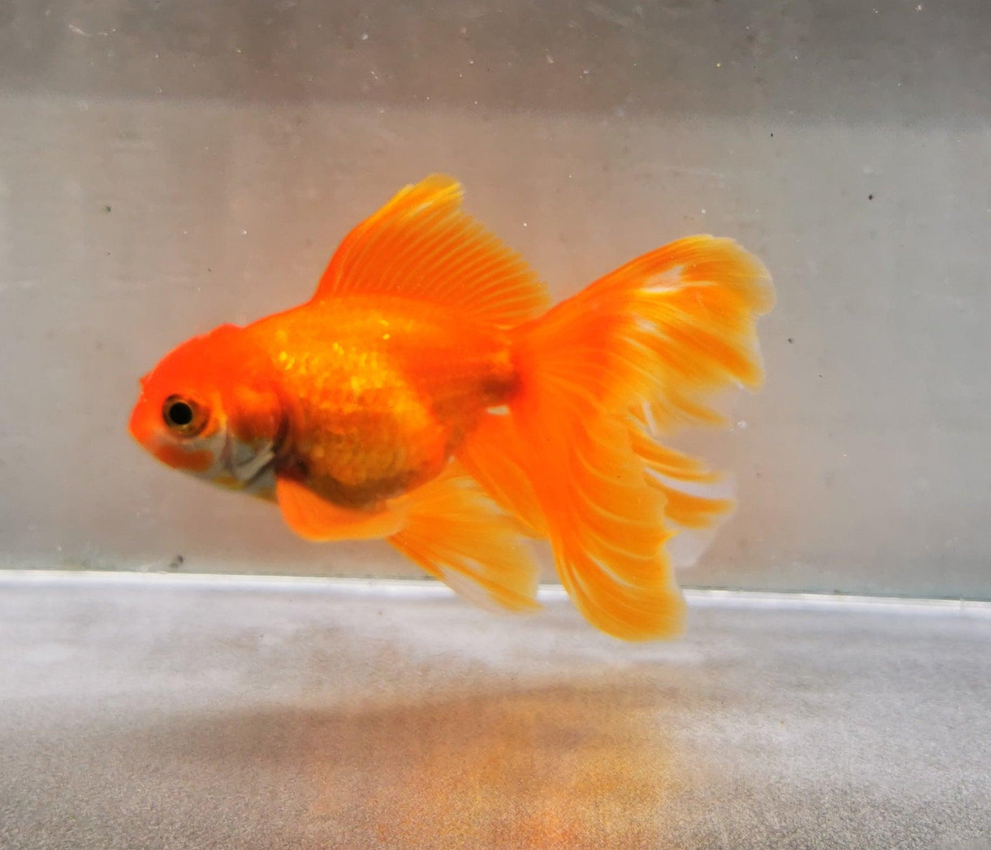 Red White Orchidtail Oranda Goldfish WYSIWYG #2 - Paradise Tropicals LLC