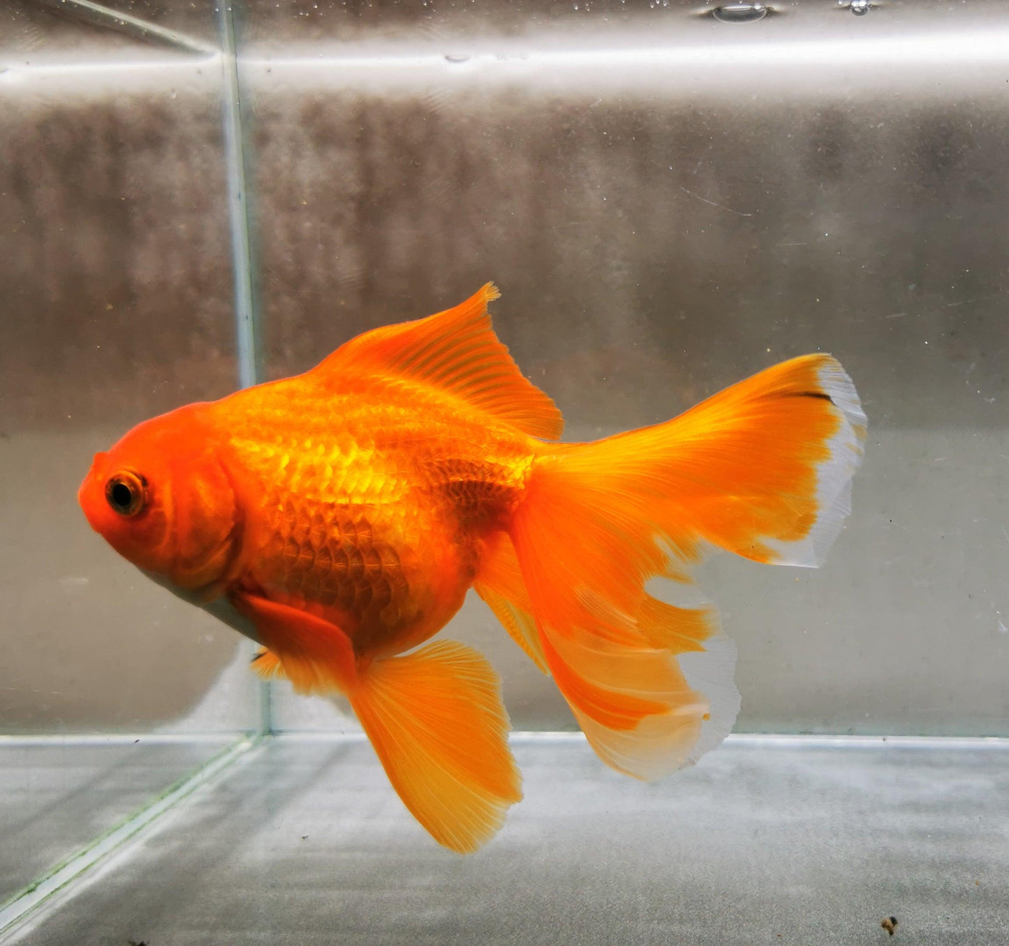 Red White Orchidtail Oranda Goldfish WYSIWYG #3 - Paradise Tropicals LLC