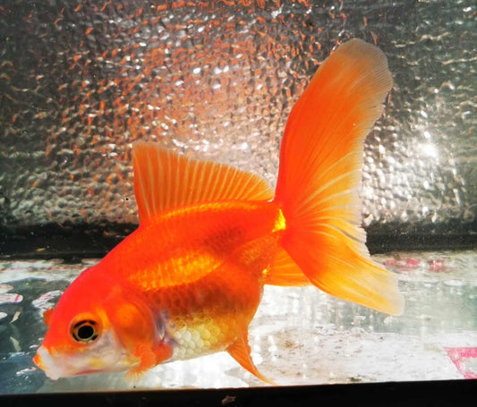 Red White Orchidtail Oranda Goldfish WYSIWYG #5 - Paradise Tropicals LLC