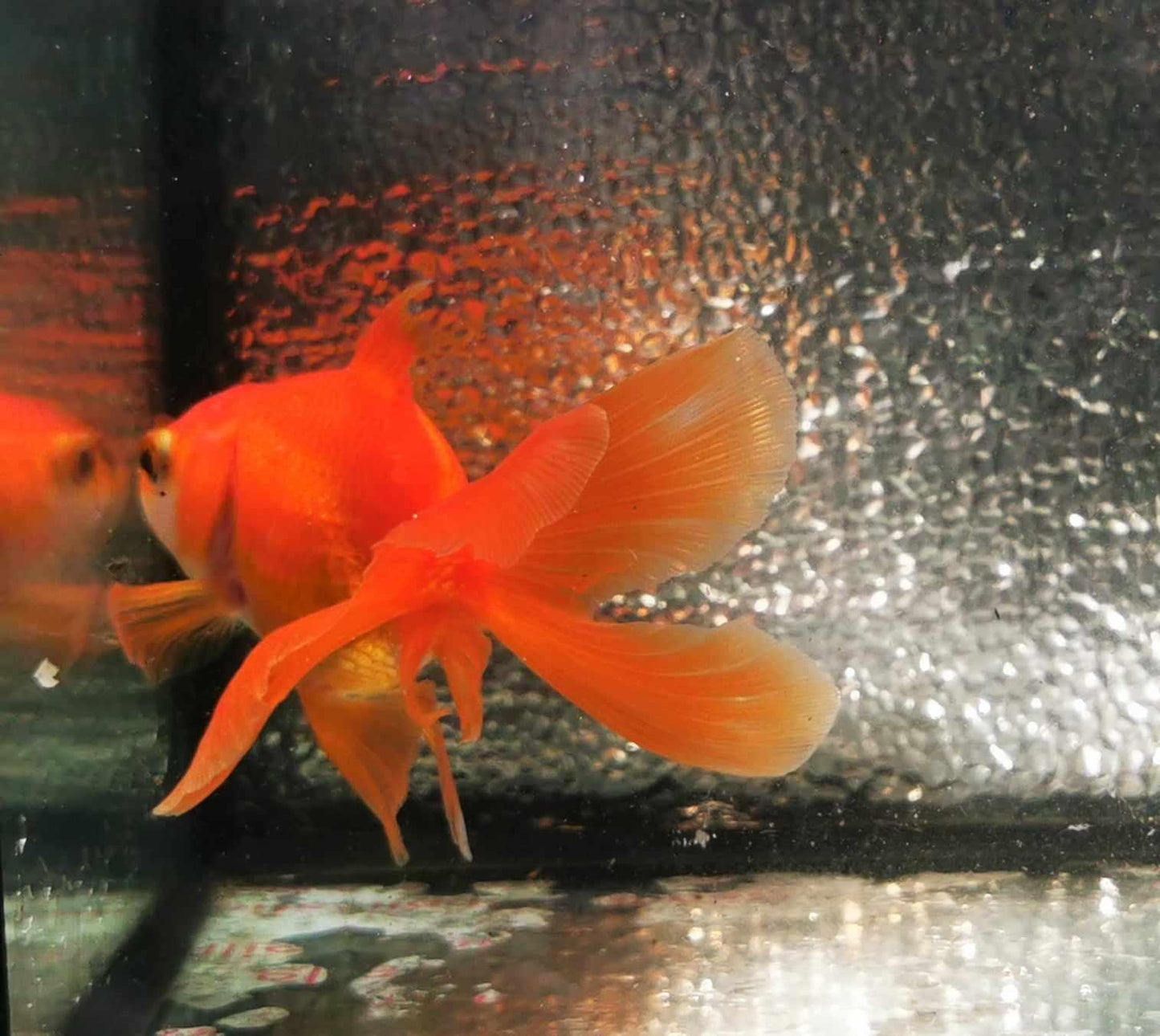 Red White Orchidtail Oranda Goldfish WYSIWYG #5 - Paradise Tropicals LLC