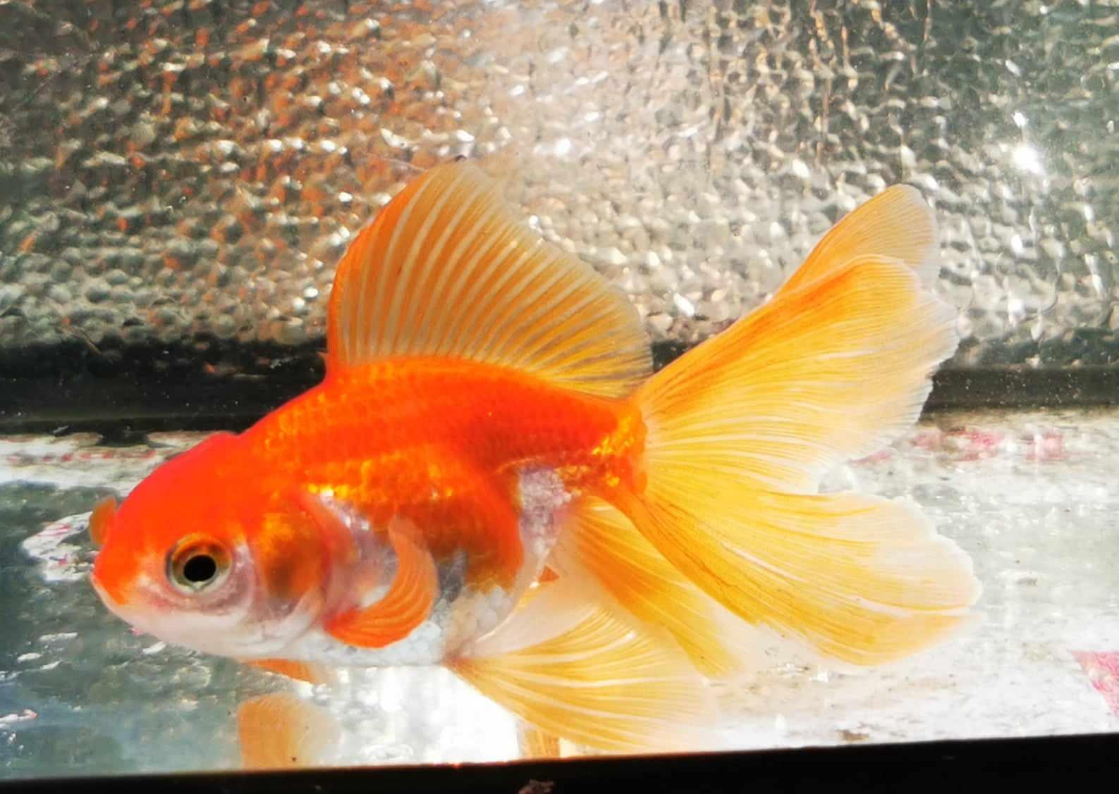 Red White Orchidtail Oranda Goldfish WYSIWYG #6 - Paradise Tropicals LLC