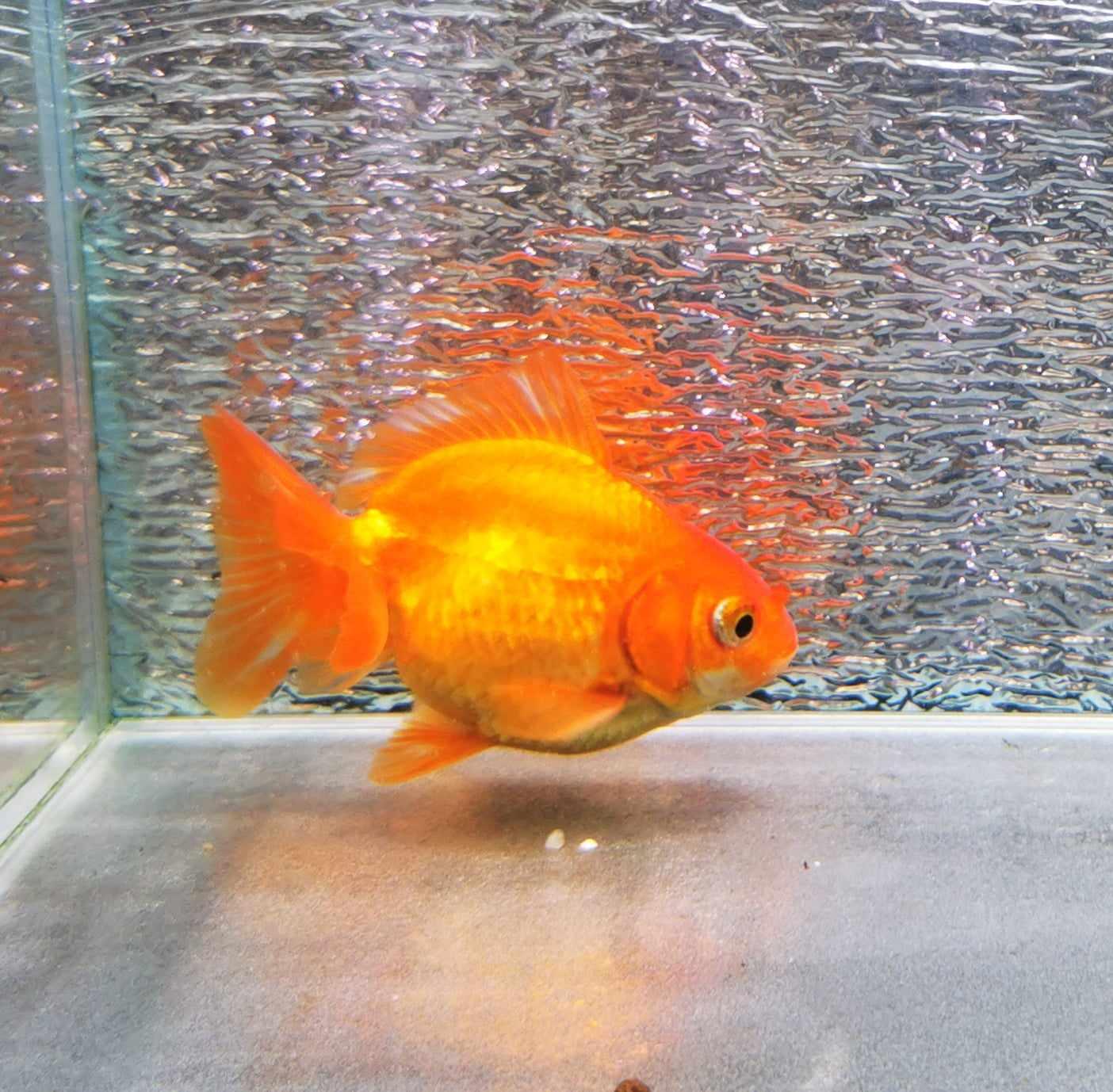 Red White Yuanbao Oranda Goldfish WYSIWYG #1 - Paradise Tropicals LLC