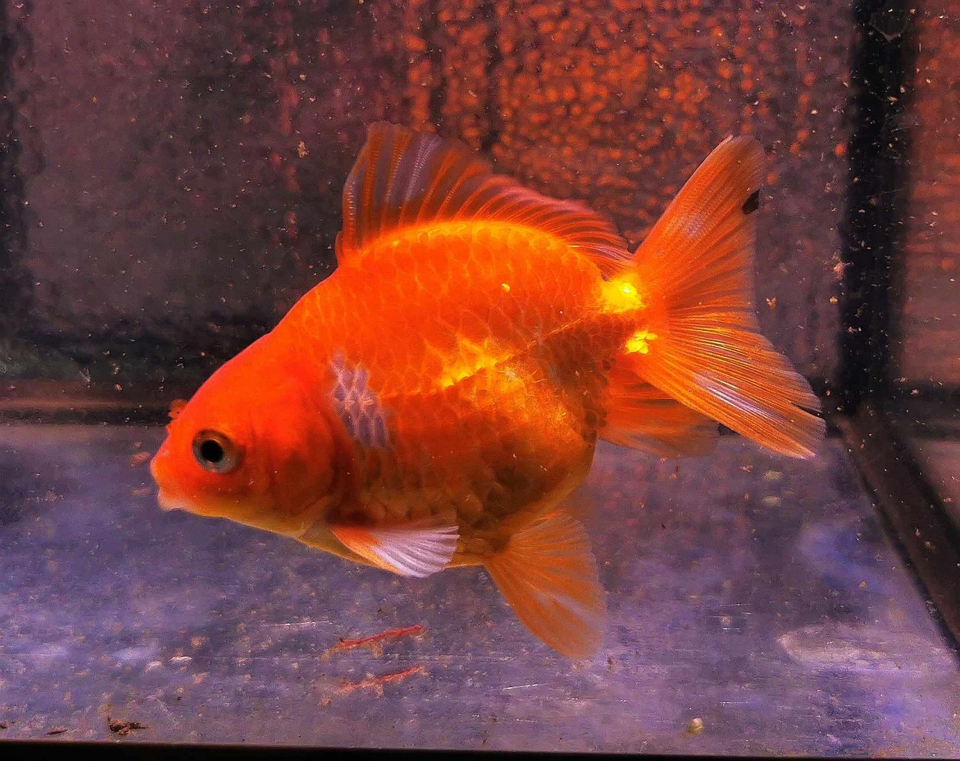 Red White Yuanbao Oranda Goldfish WYSIWYG #1 - Paradise Tropicals LLC