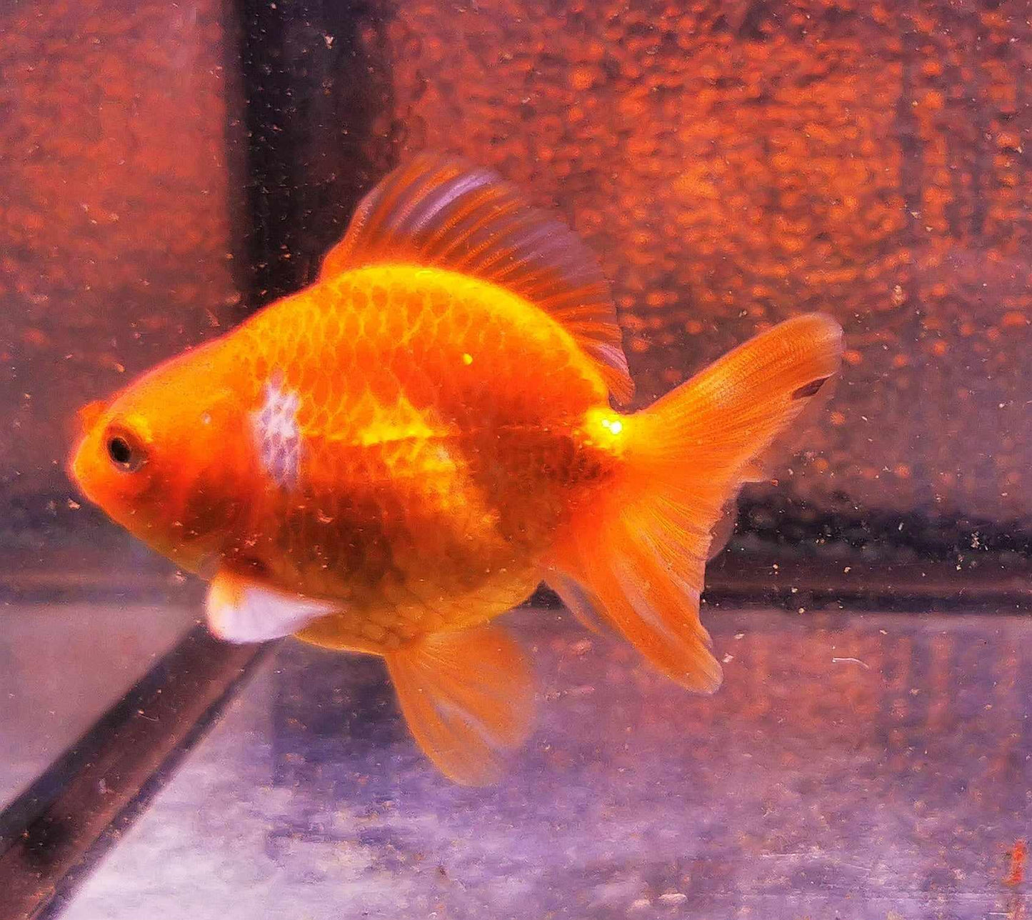 Red White Yuanbao Oranda Goldfish WYSIWYG #1 - Paradise Tropicals LLC