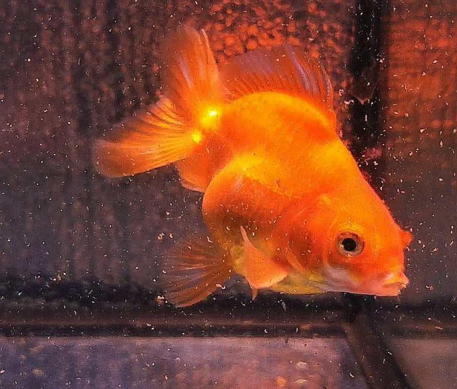 Red White Yuanbao Oranda Goldfish WYSIWYG #1 - Paradise Tropicals LLC