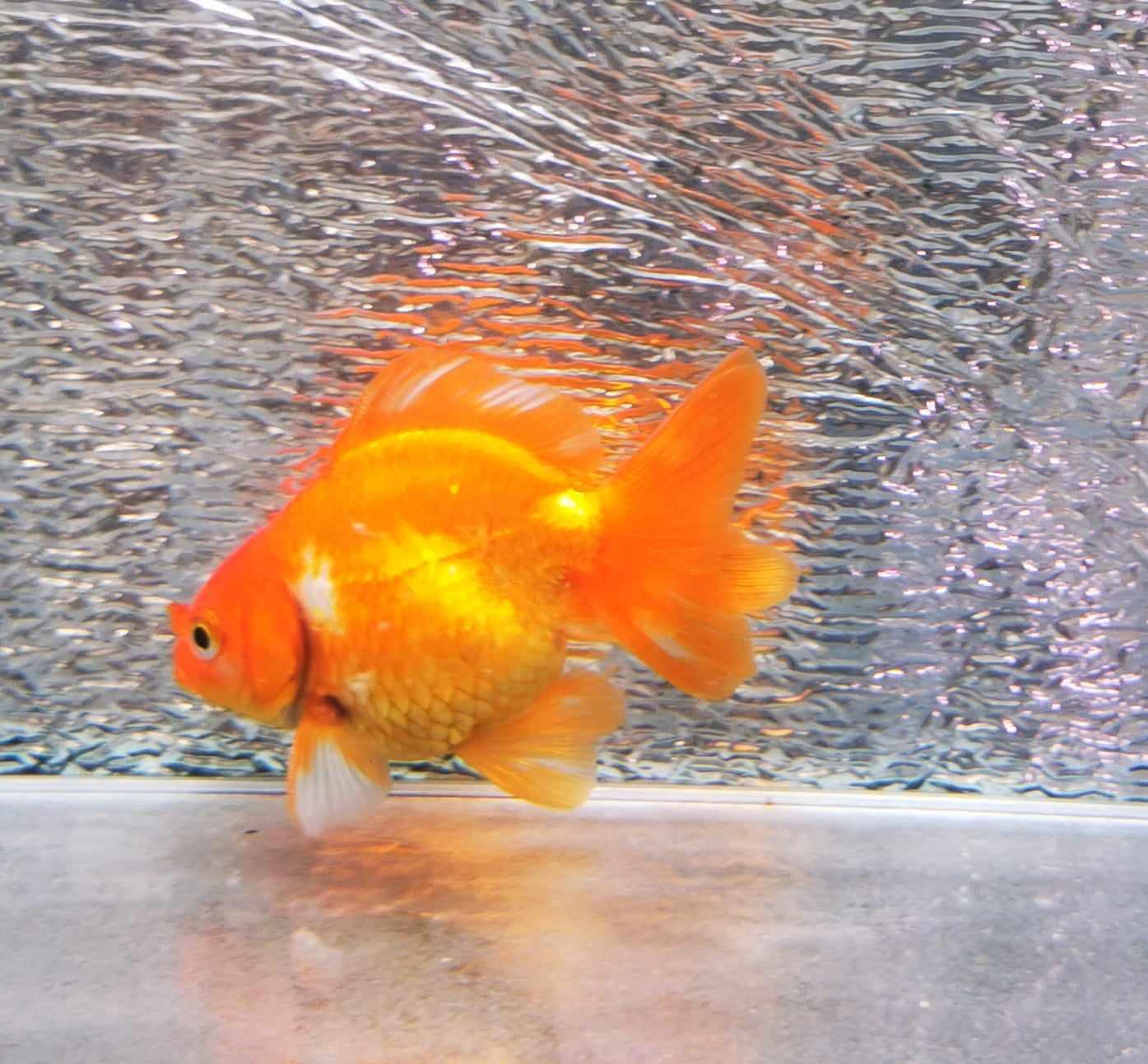 Red White Yuanbao Oranda Goldfish WYSIWYG #1 - Paradise Tropicals LLC