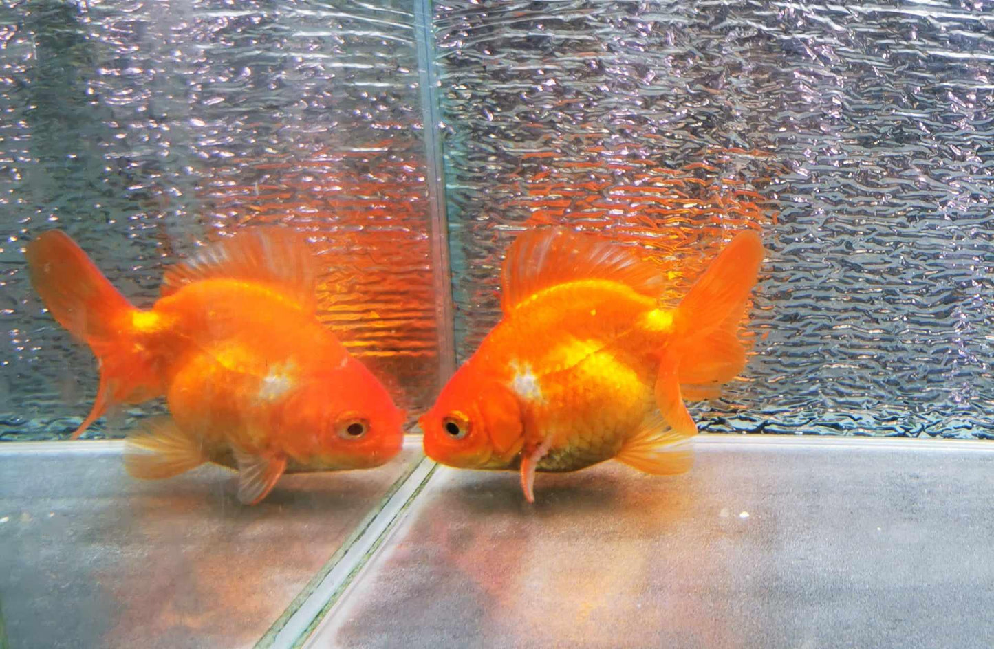 Red White Yuanbao Oranda Goldfish WYSIWYG #1 - Paradise Tropicals LLC