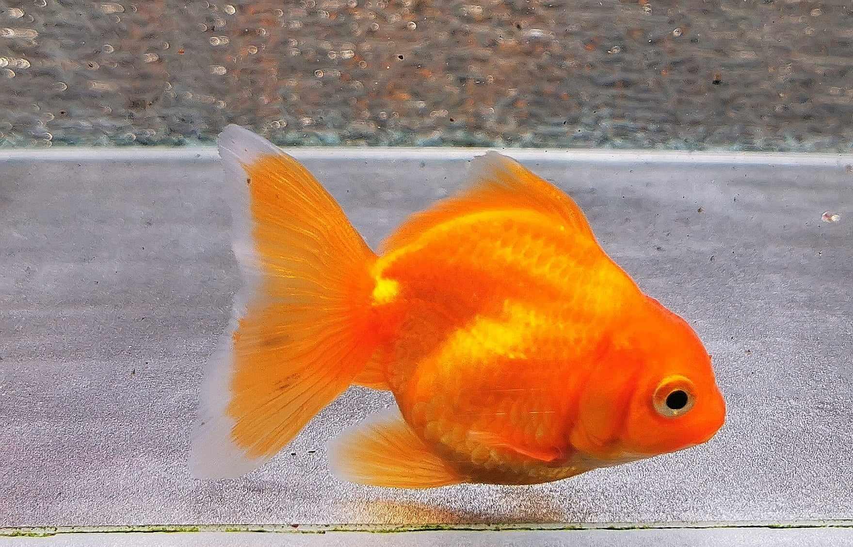 Red Yuanbao Oranda Goldfish WYSIWYG #1 - Paradise Tropicals LLC