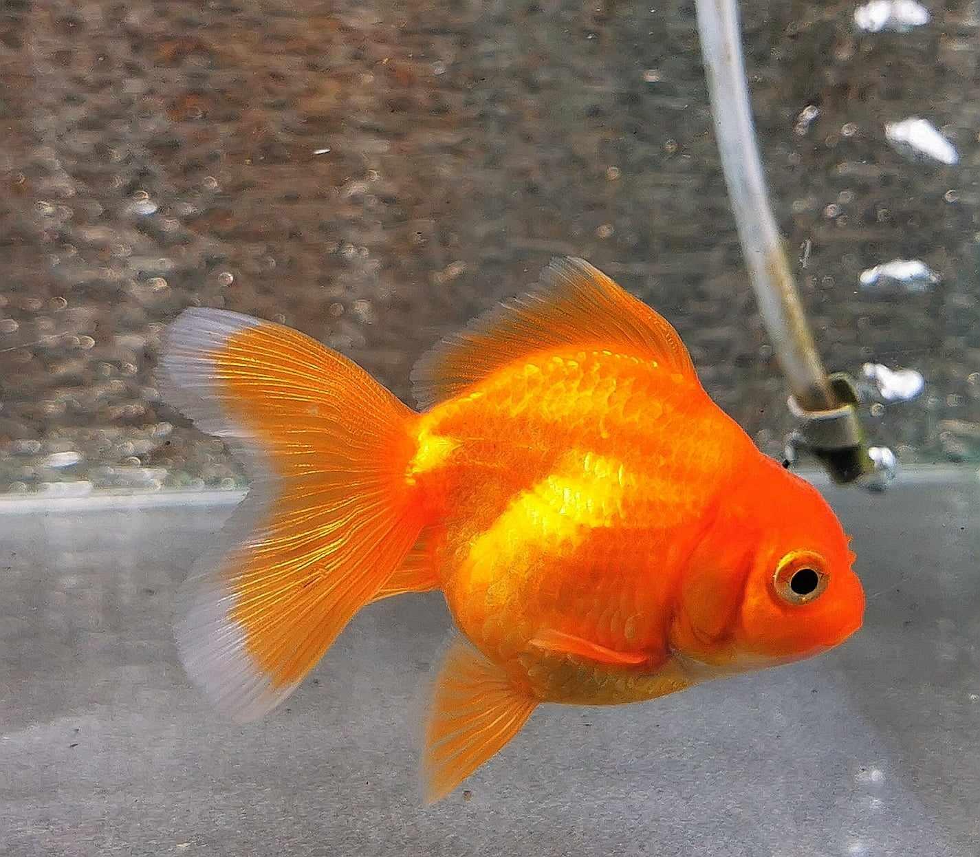 Red Yuanbao Oranda Goldfish WYSIWYG #1 - Paradise Tropicals LLC