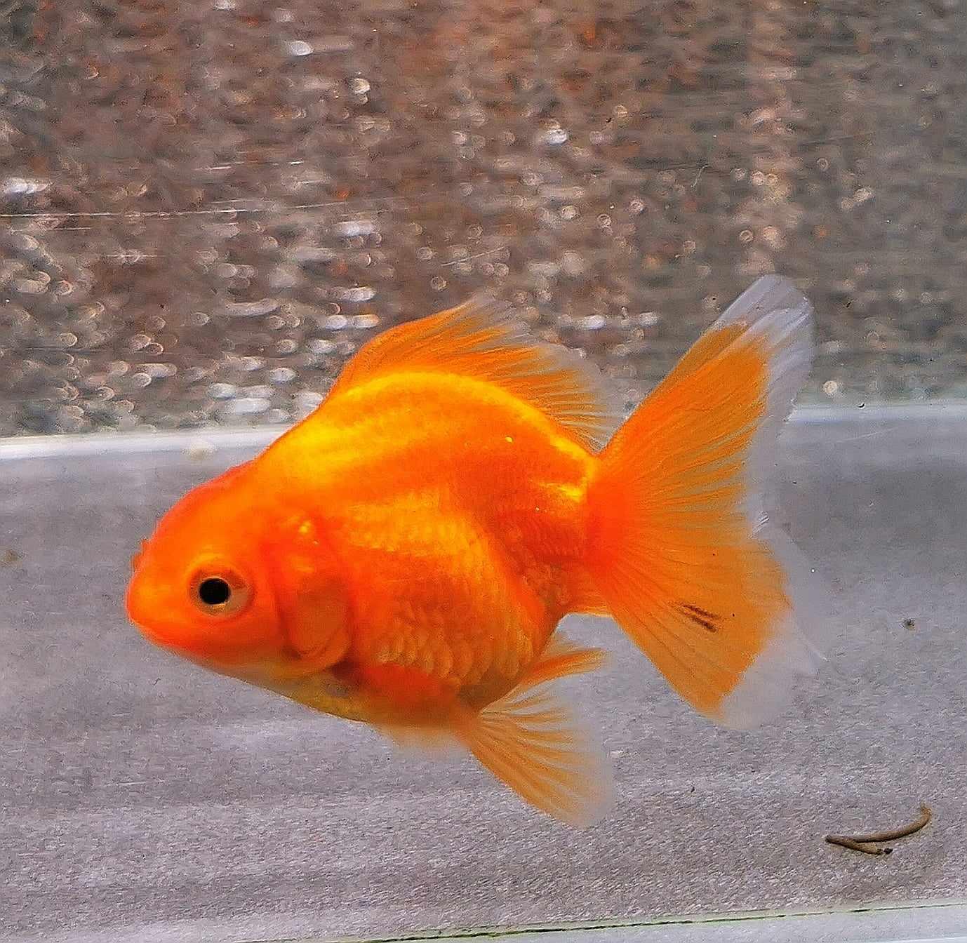 Red Yuanbao Oranda Goldfish WYSIWYG #1 - Paradise Tropicals LLC