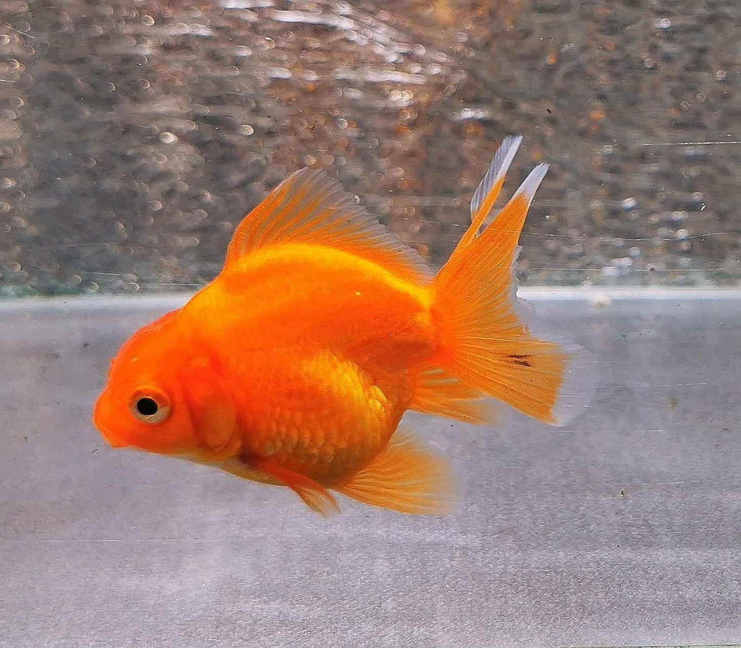 Red Yuanbao Oranda Goldfish WYSIWYG #1 - Paradise Tropicals LLC